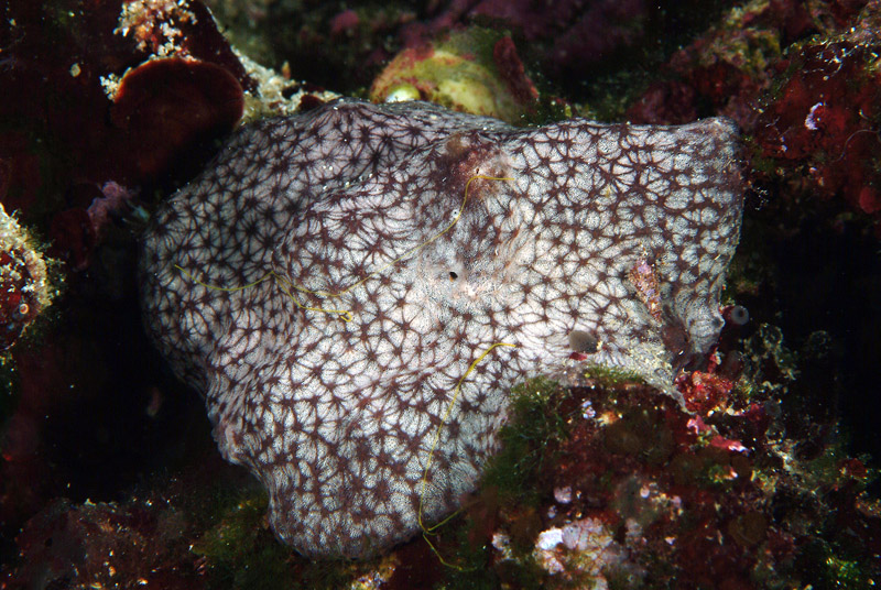 Spugna o ascidia ? (Ircinia sp.)